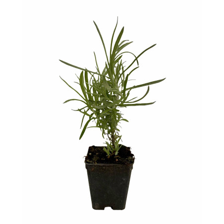 Pianta Elicriso Vaso 7 cm | Mondo Piante