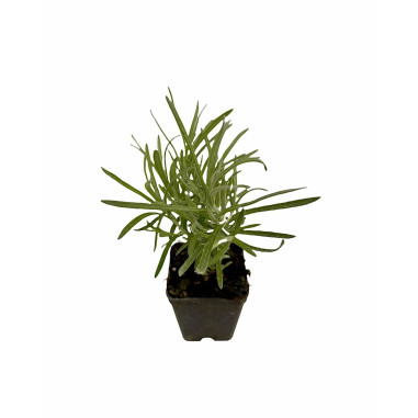 Pianta Elicriso Vaso 7 cm | Mondo Piante