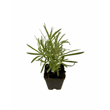 Pianta Elicriso Vaso 7 cm | Mondo Piante