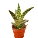 Pianta Grassa Gonialoe Variegata