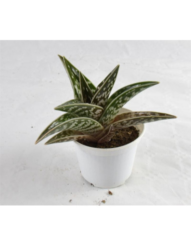 Vendita Gonialoe variegata | Aloe Tigre | MondoPiante