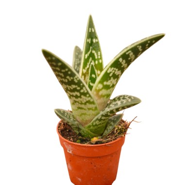 Variegated Aloe Plant for Sale-Succulent Plants|Mondo Piante