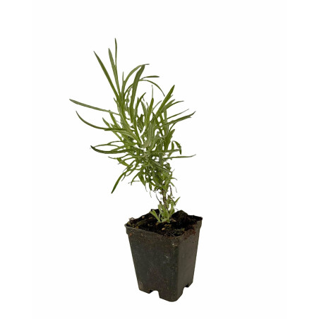 Pianta Elicriso Vaso 7 cm | Mondo Piante