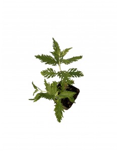copy of Perovskia Plant