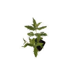 Vendita Pianta di Perovskia Vaso 7 - Pianta Da Cespuglio | MondoPiante