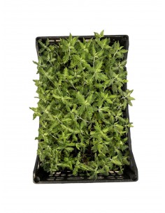 copy of Perovskia Plant 2