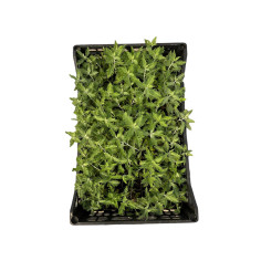 Vendita Pianta di Perovskia Vaso 7 - Pianta Da Cespuglio | MondoPiante 2