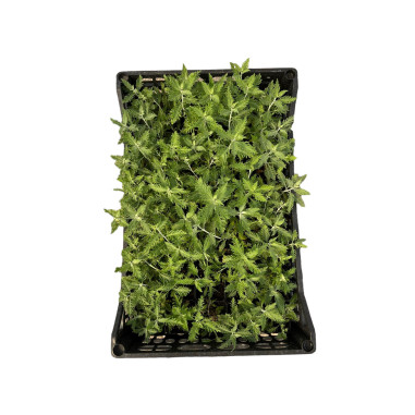 Perovskia Plant for Sale - Bush Plants Online | Mondo Piante