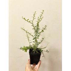 Pianta di Limone Caviale Vaso 7 cm | Mondo Piante