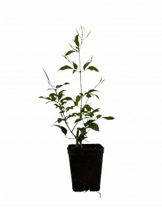 copy of Polyanthum jasmine...