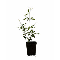 Pianta Gelsomino Polyanthum Vaso 7 cm | Mondo Piante