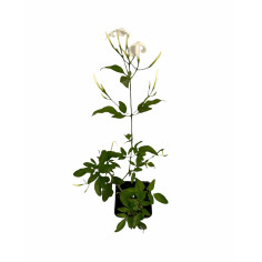 Pianta Gelsomino Polyanthum Vaso 7 cm | Mondo Piante 2