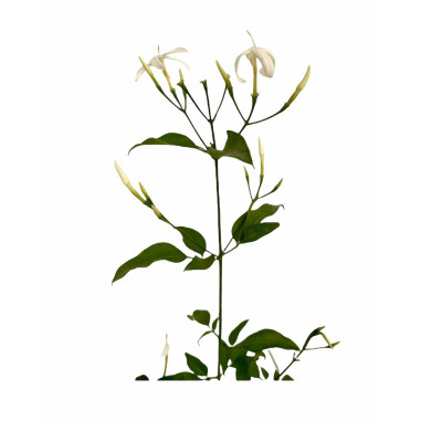 Vendita Pianta Gelsomino Polyanthum Vaso 7-Piante Online|MondoPiante