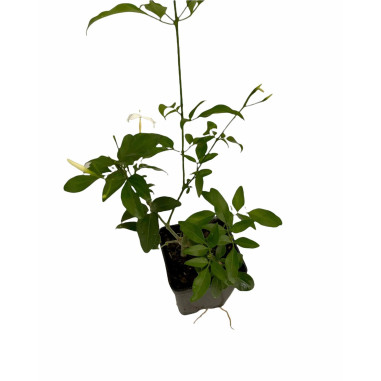 Sale Of Gelsomino Polyanthum Plant - Climbing Plant | Mondo Piante