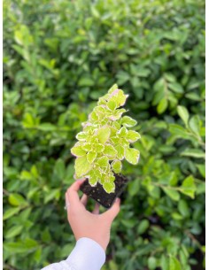 copy of Incense Plant