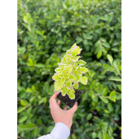 Vendita Online Pianta di Incenso  Vaso 7cm - Piante Online|MondoPiante