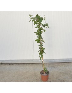 Pianta di Mora Vaso 18cm