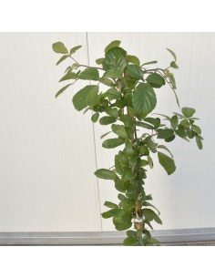copy of Blackberry tree 2