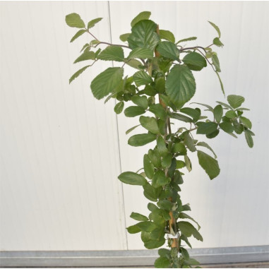 On-line Sale of the Blackberry tree-Fruit Plants|Mondo Piante