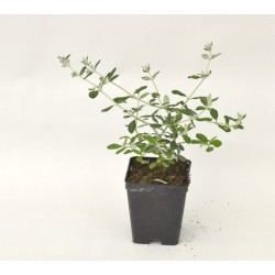 Pianta di Teucrium Vaso...