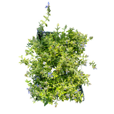 Vendita Pianta di Teucrium 7cm - Pianta Da Cespuglio | Mondo Piante