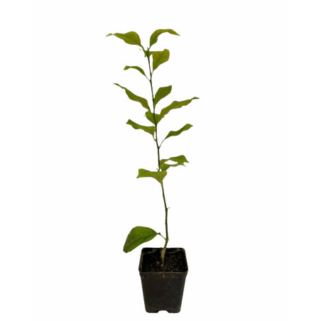 Pianta Limone Lunario 4 Stagioni Vaso 7 cm | Mondo Piante