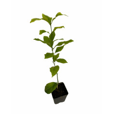 Pianta Limone Lunario 4 Stagioni Vaso 7 cm | Mondo Piante 2