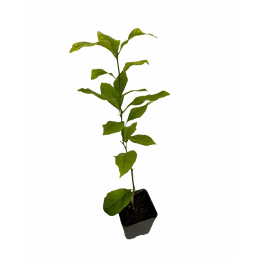 Pianta Limone Lunario 4 Stagioni Vaso 7 cm | Mondo Piante