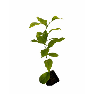 Pianta Limone Lunario 4 Stagioni Vaso 7 cm | Mondo Piante