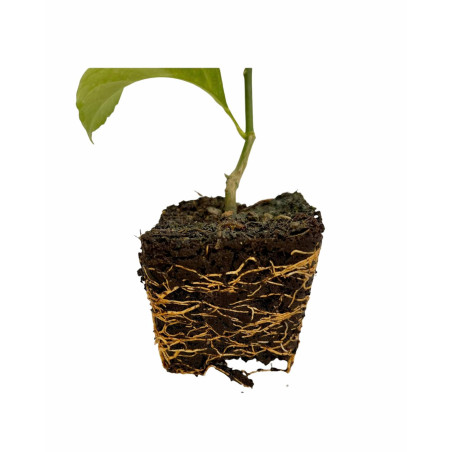 Pianta Limone Lunario 4 Stagioni Vaso 7 cm | Mondo Piante