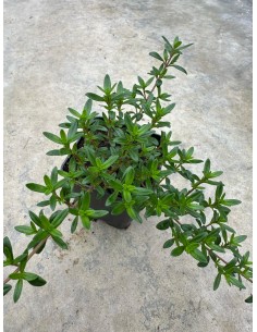 copy of Thyme Plant