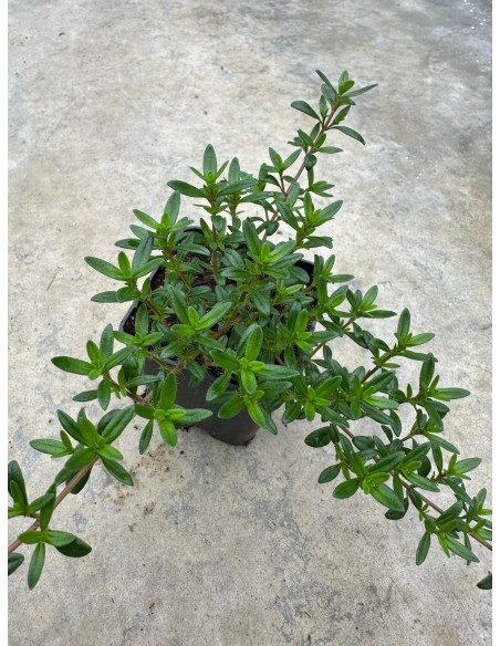 Vendita Pianta di Timo Vaso 7cm - Piante Aromatiche | Mondo Piante