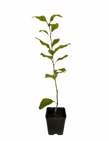 Pianta di Limone Meyer Vaso 7 cm | Mondo Piante