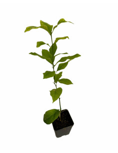 Pianta di Limone Meyer Vaso 7 cm | Mondo Piante 2