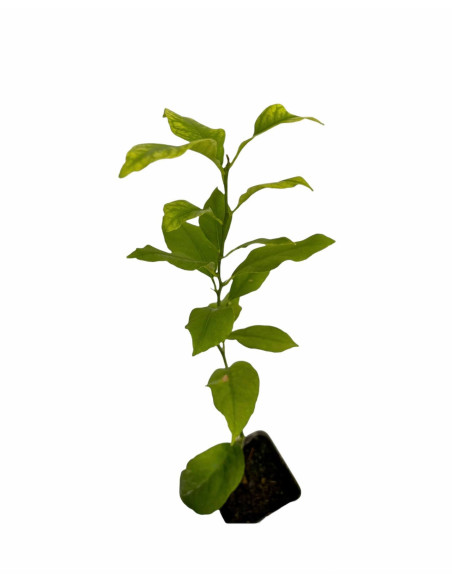 Pianta di Limone Meyer Vaso 7 cm | Mondo Piante