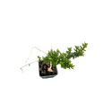 Pianta di Mirto Tarentino Vaso 7cm