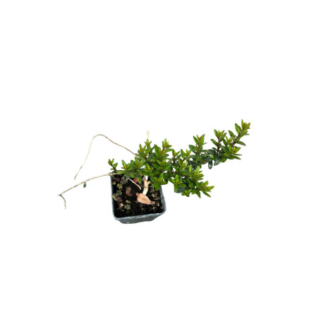 Mirto Tarantino Plant for Sale - Bush Plants Online | Mondo Piante