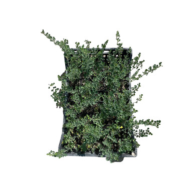 Medicago Plant for Sale - Bush Plants Online | Mondo Piante