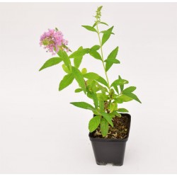 Pianta di Buddleja Vaso...