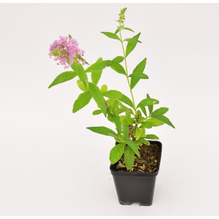 Pianta di Buddleja Vaso 7cm-Piante Da Cespuglio | Mondo Piante