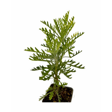Euryops Plant for Sale - Bush Plants Online | Mondo Piante