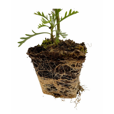 Pianta di Euryops Pectinatus Vaso 7cm - Cespugli | Mondo Piante