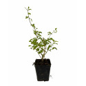 Pianta di Goji (Lycium barbarum) - Vaso 7 cm