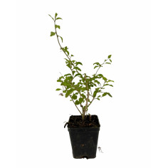Pianta di Goji (Lycium barbarum) Vaso 7 cm | Mondo Piante