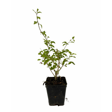 Pianta di Goji (Lycium barbarum) Vaso 7 cm | Mondo Piante