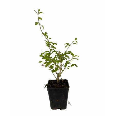 Pianta di Goji (Lycium barbarum) Vaso 7 cm | Mondo Piante