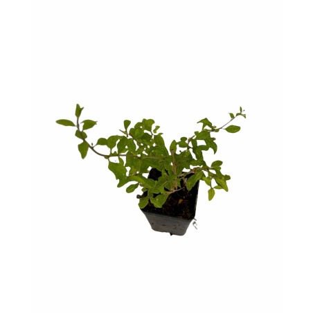 Pianta di Goji (Lycium barbarum) Vaso 7 cm | Mondo Piante