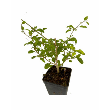 Pianta di Goji (Lycium barbarum) Vaso 7 cm | Mondo Piante
