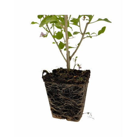 Pianta di Goji (Lycium barbarum) Vaso 7 cm | Mondo Piante