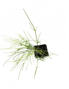 copy of Russelia Plant 2